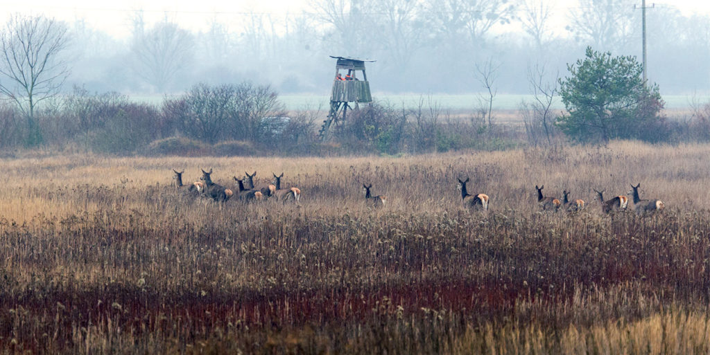 Das erlegte Wild können Sie meist zu einem fairen Preis erwerben. Bits in den ersten drei Jahren dürfen Sie natürlich Waffen kaufen und jagen gehen, sowie Hunde ausbilden